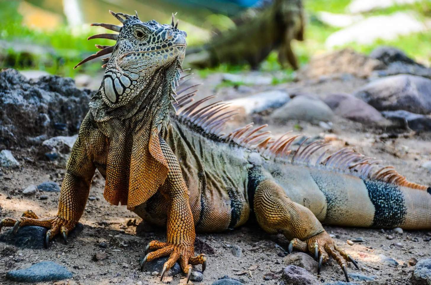 ‘Python Cowboy’ Takes Aim To Control Florida’s Invasive Iguanas