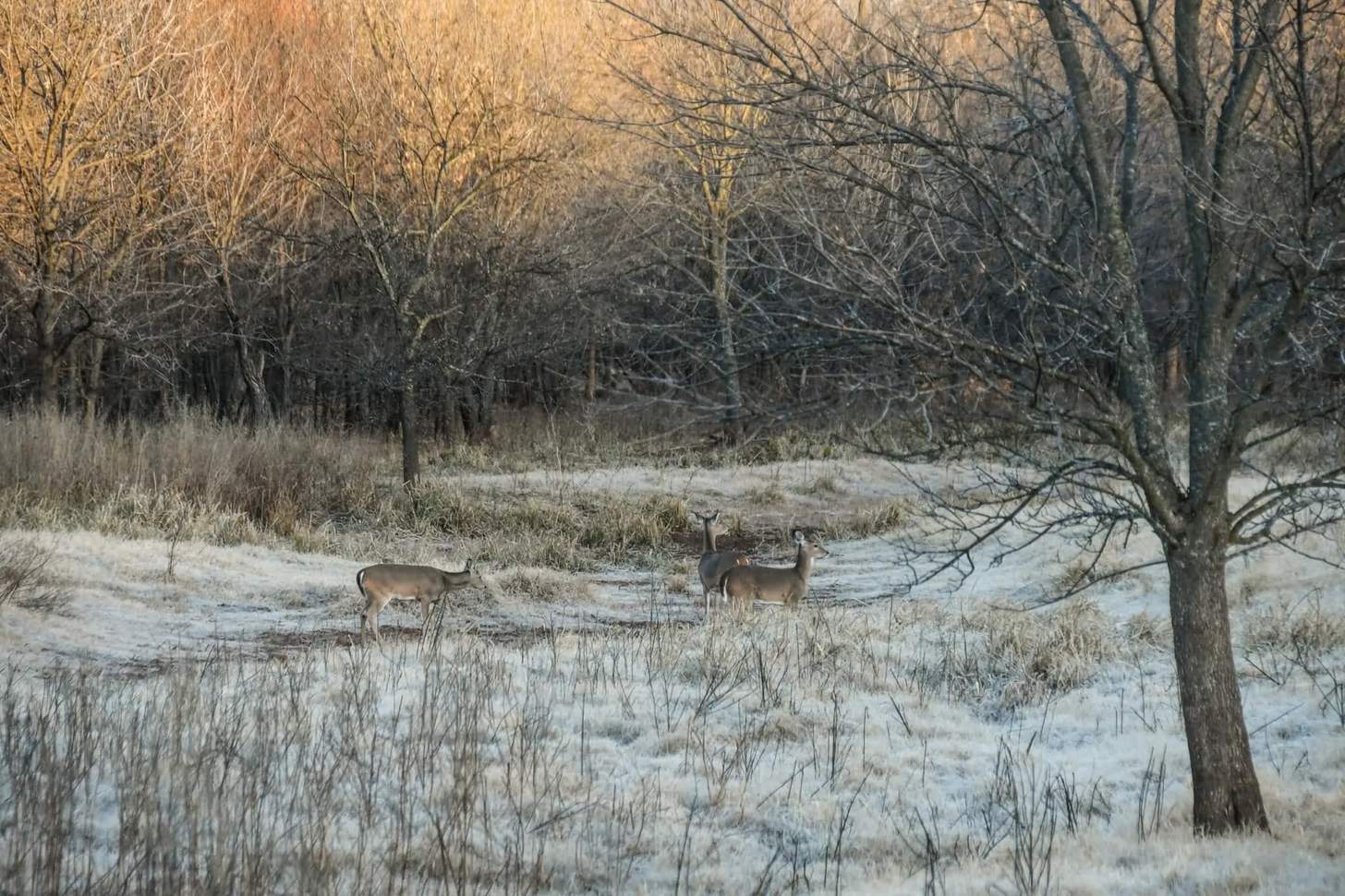 Scouting for Whitetail Deer? Use These 7 Tips To Bag a Big Buck