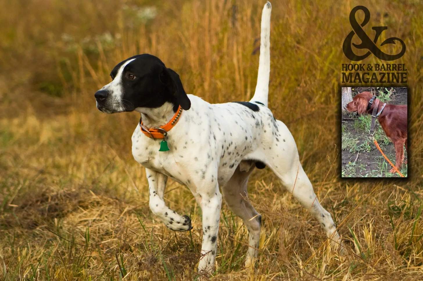 5 Tips For Training Pointing Dogs 