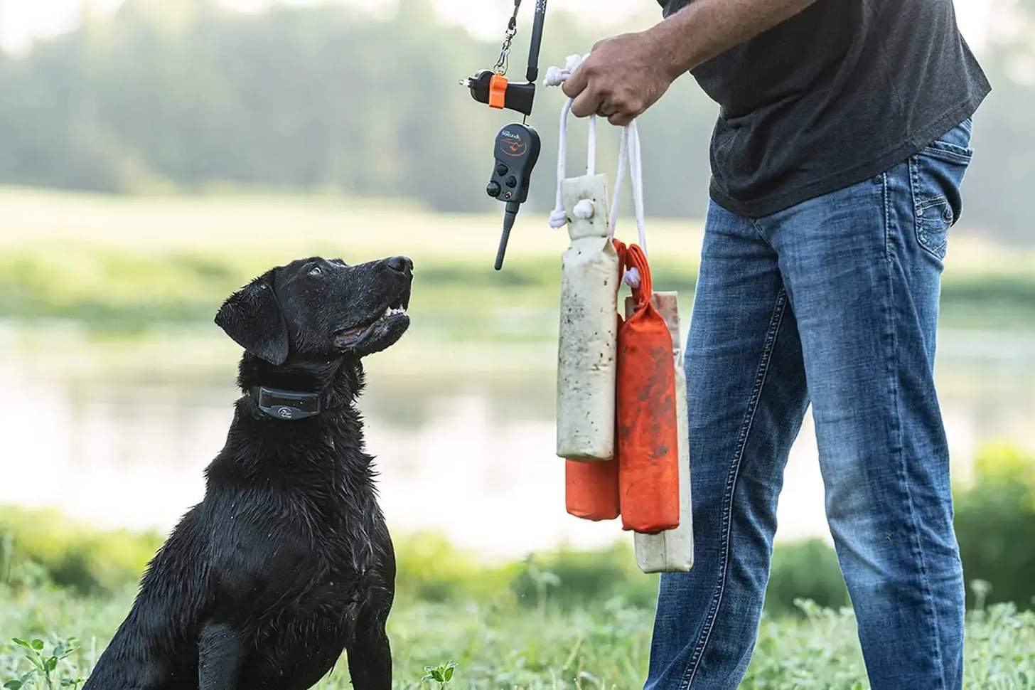 How To Keep Your Gun Dog Cool During Training