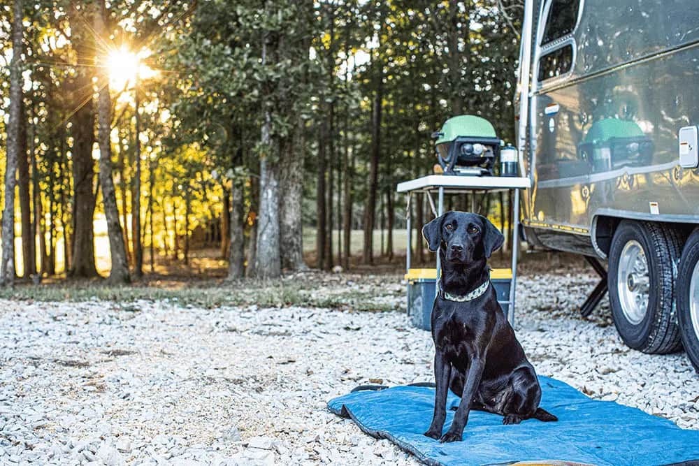 Tips for Traveling With a Hunting Dog