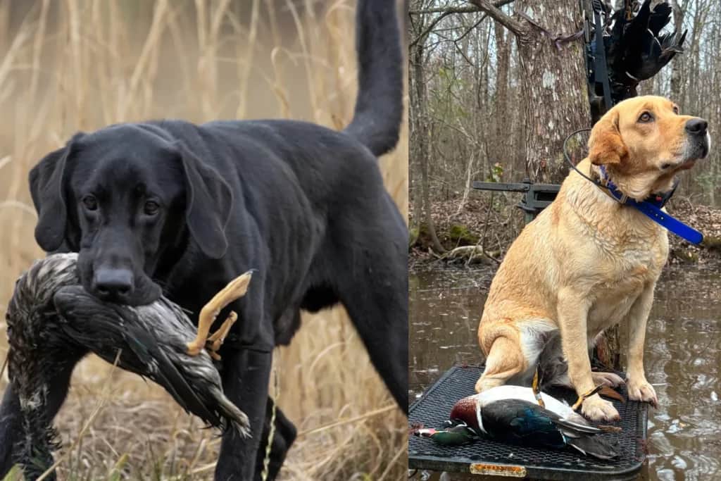 Best Black Belt Sporting Dog Photo Contest