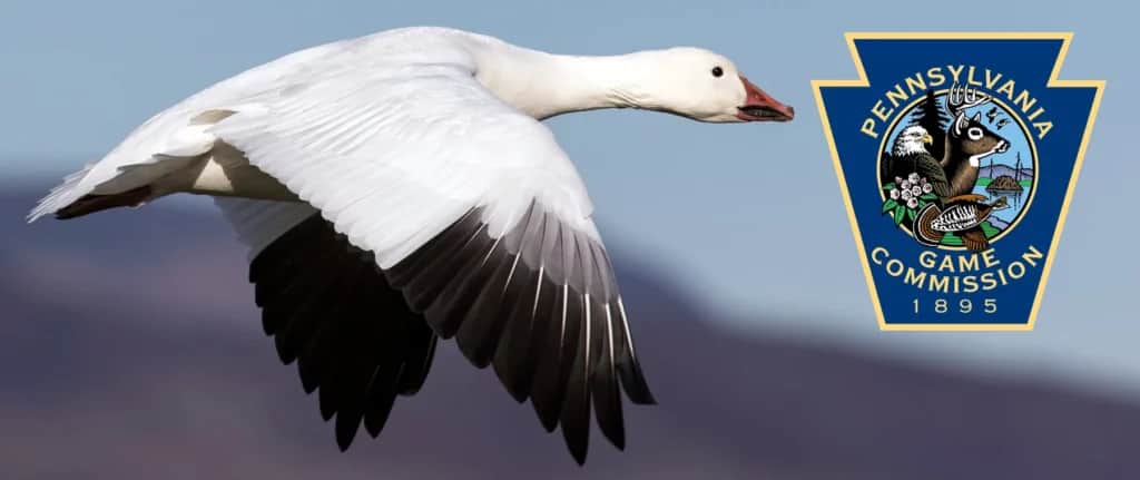 snow goose