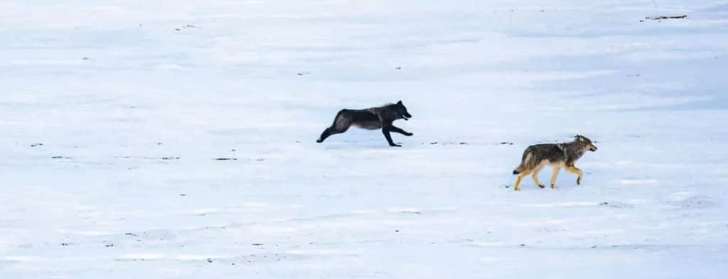 Wolves being released in Colorado