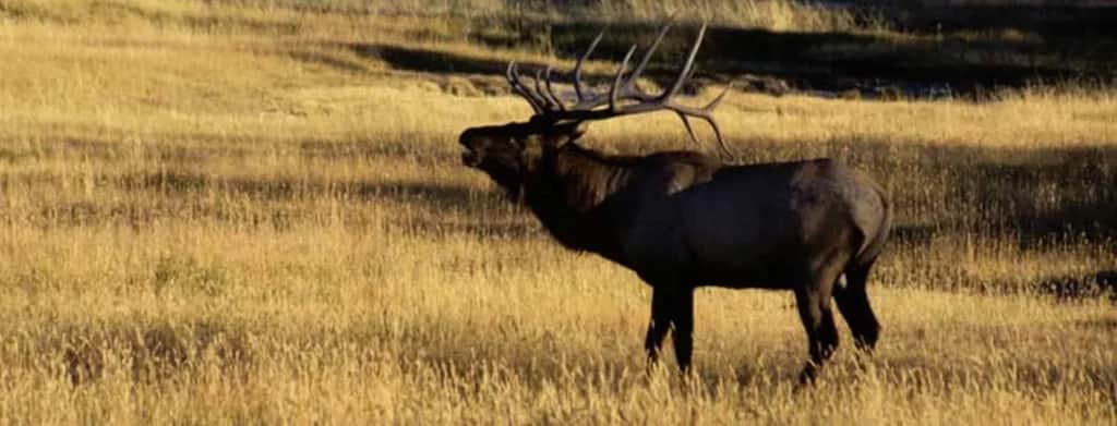 RMEF Elk conservation North Carolina