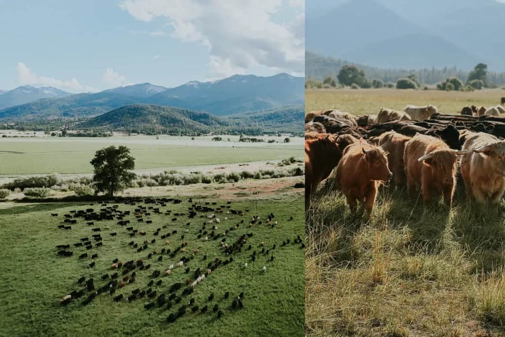 starwalker farms regen ag pasture