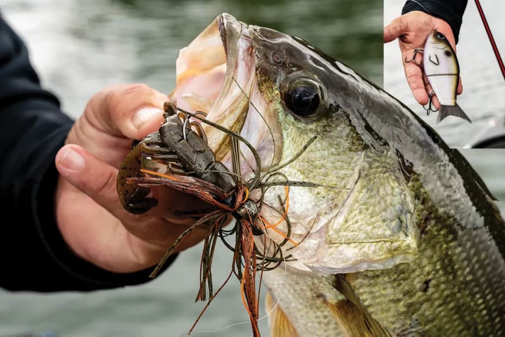 This nice largemouth bass couldn’t help but have a go at the new XPS Swerve Glide Brushtail. There is definitely an art to retrieving these large baits in and around structure near the bank, but the BPS pros are pros for a reason.