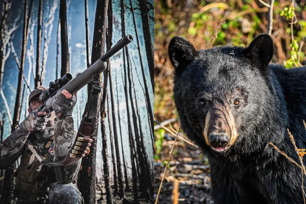 canadian black bear hunt