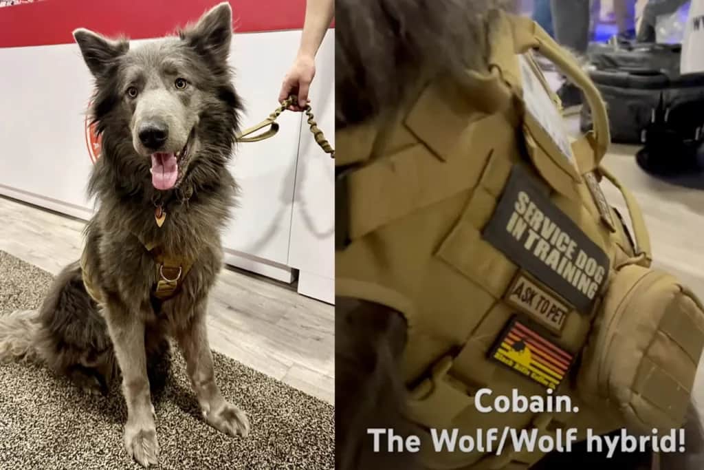 cobain the wolf hybrid dog