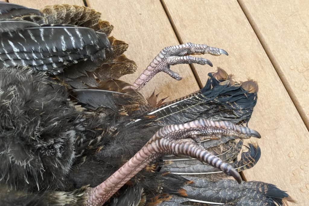 dead wild turkey on porch