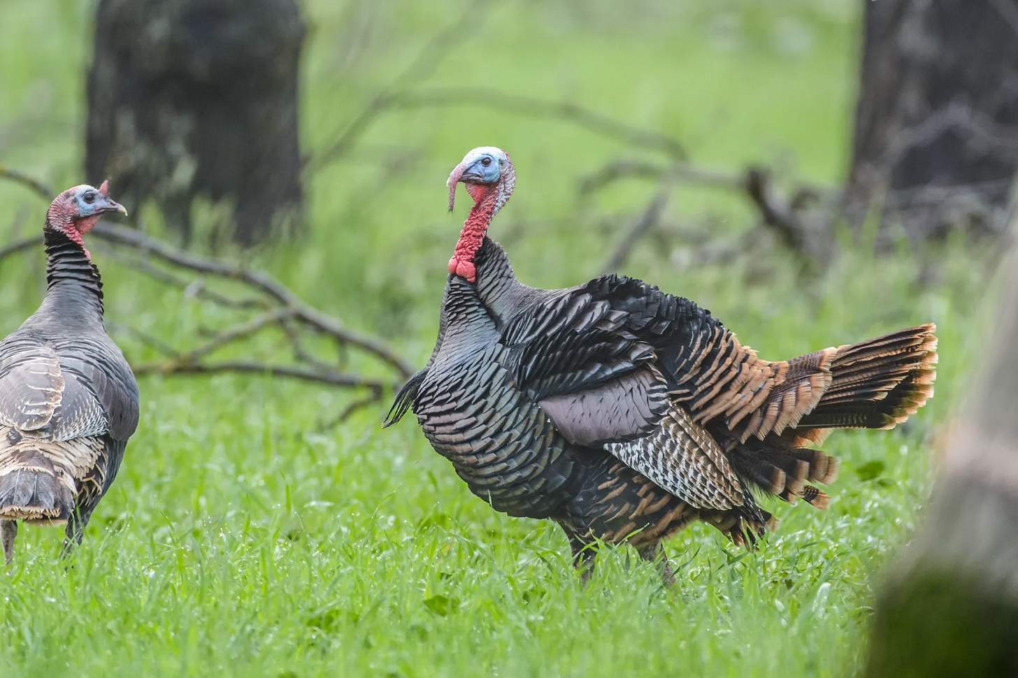 Best New Turkey Shotguns, Ammo & Accessories From NWTF 2025