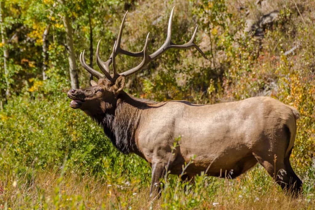 RMEF Reaches Conservation Milestone 40 years of history