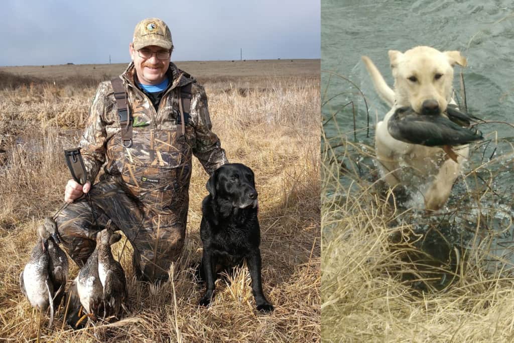Jeff Chesnut with Black Labrador. Yellow Labrador retrieving duck.