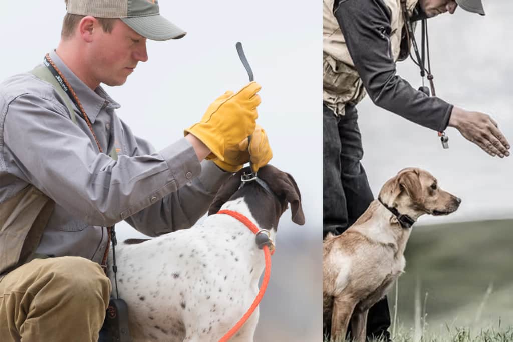 Sport Dog E-collar for retriever training