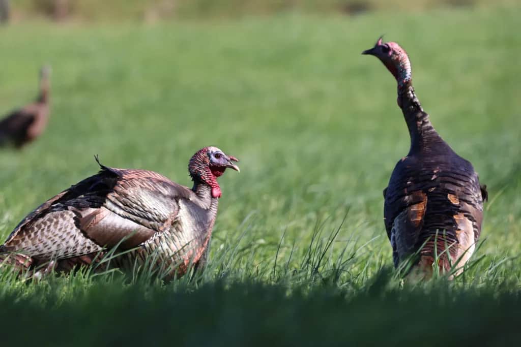 wild turkey hens
