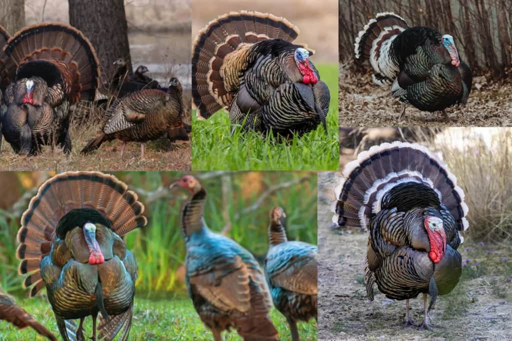 Wild turkey species photo, Eastern, Rio Grande, Merriam's, Osceola, Gould's