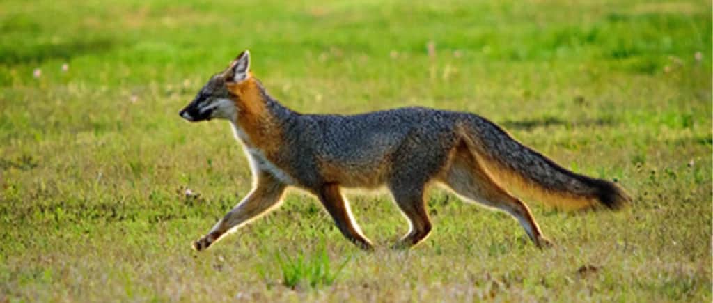 Call for Public Assistance with Gray Fox Research 