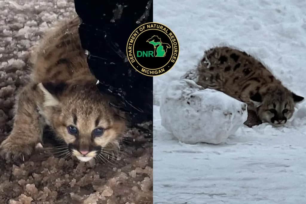 First Michigan-Born Cougar Cubs in More Than a Century