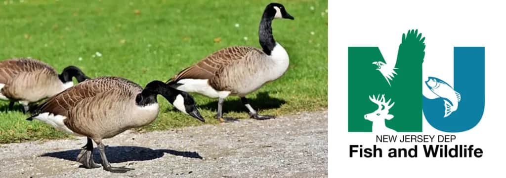 New Jersey Calls for Outdoorsmen to Report Sick or Dead Birds 