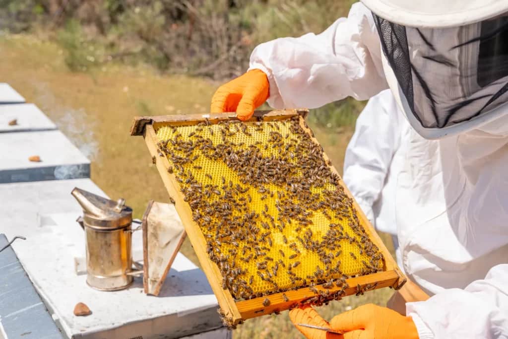 Beekeeping Clinic Set for April 12 & April 26