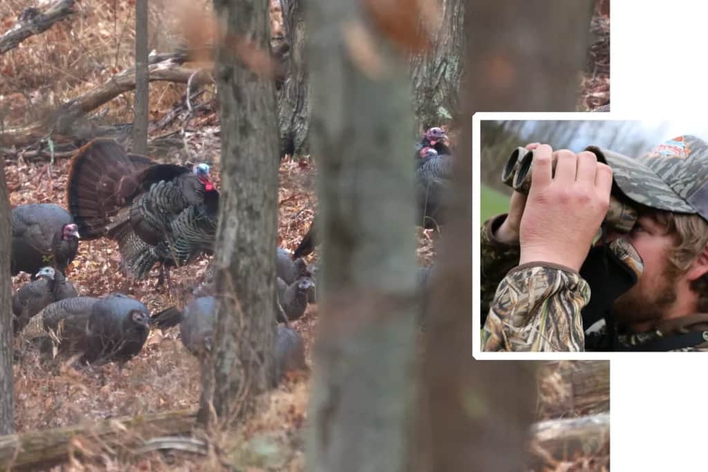 scouting a flock of wild turkey