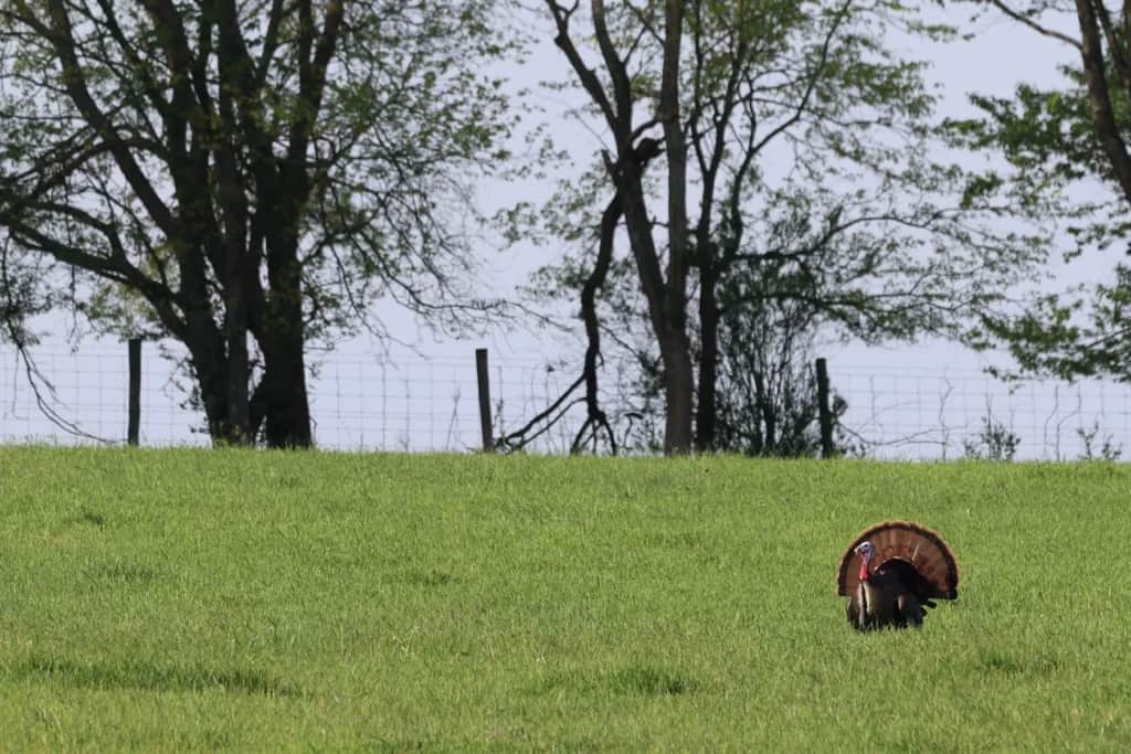 strutting tom turkey