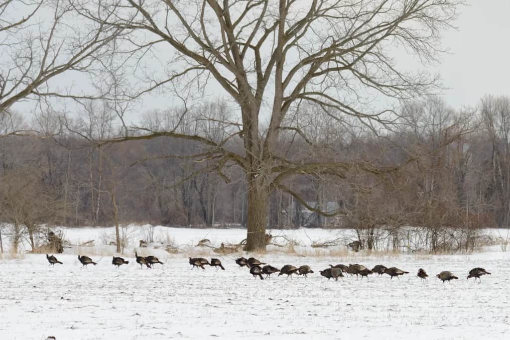 winter flock of wild turkeys