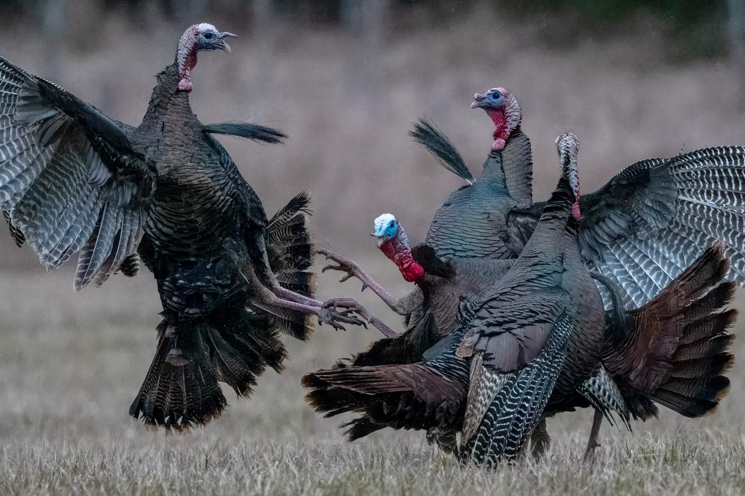 Figuring Out Wild Turkey Behavior: Difficult But Not Impossible