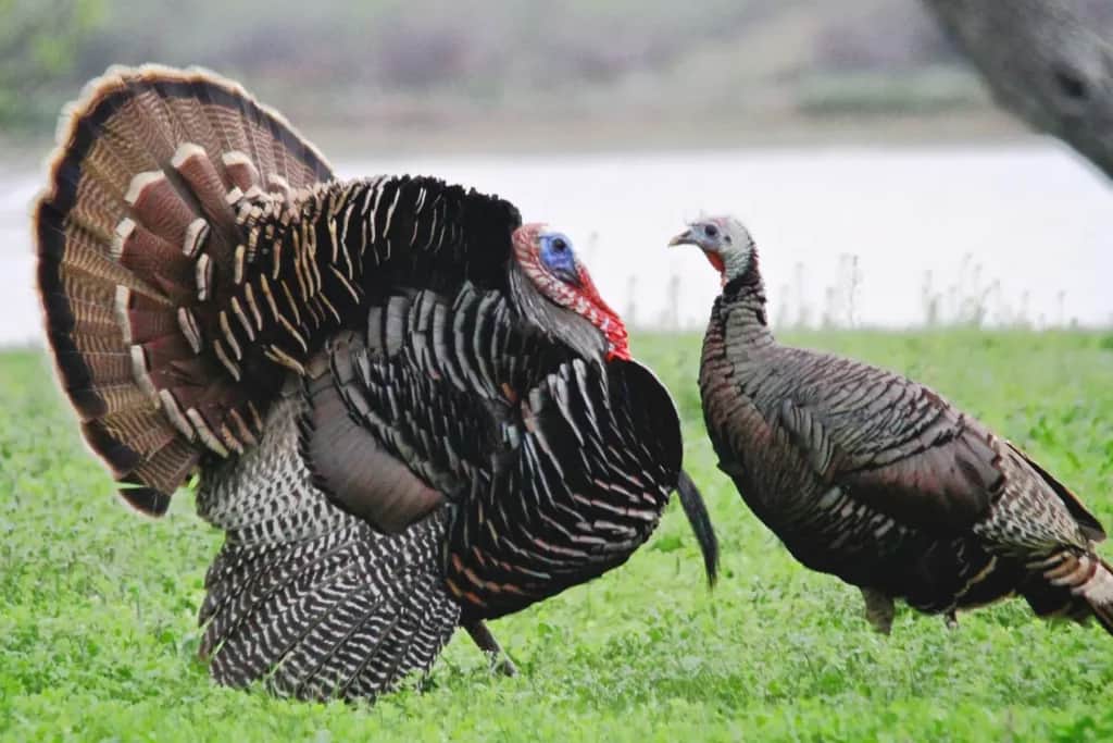 rio tom turkey in full strut