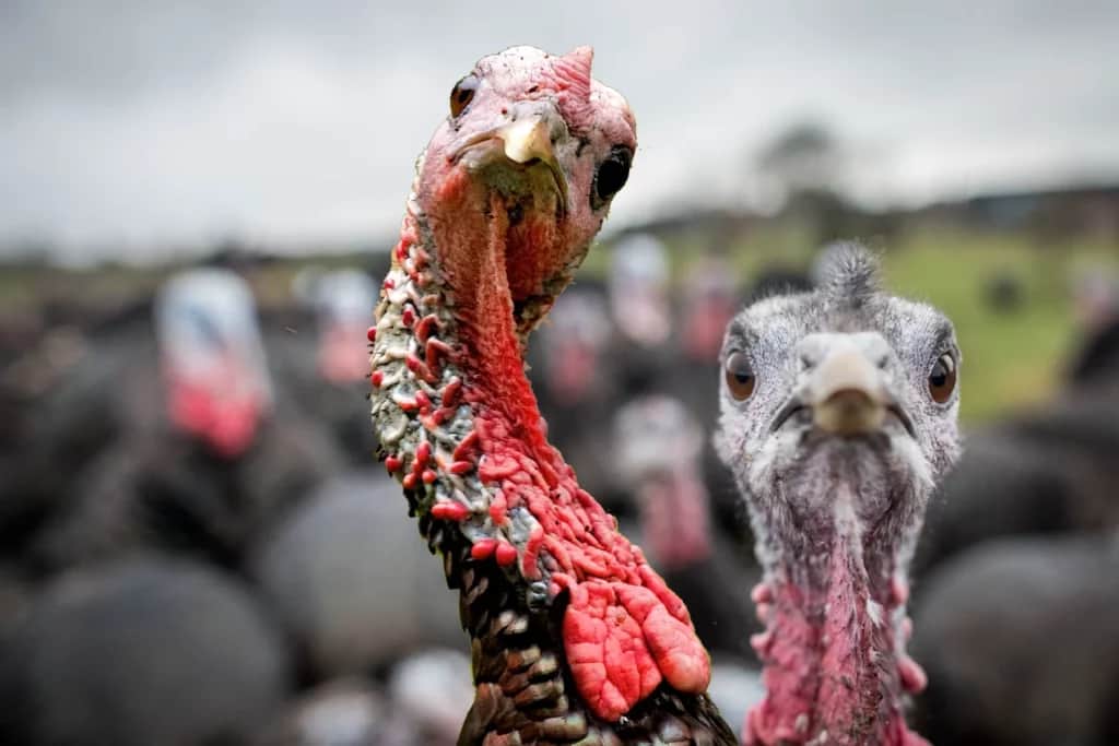 Some turkeys, wild and domestic, get to talking jive about staying alive during spring turkey seasons.
