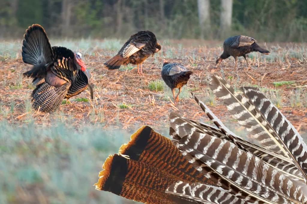 strutting wild turkeys