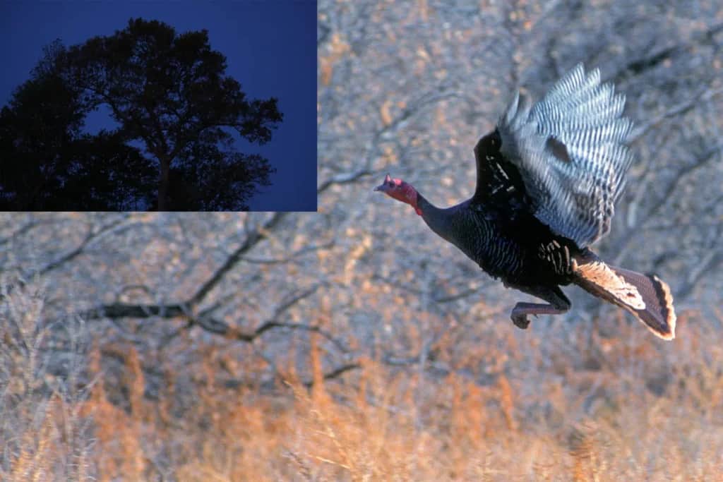 turkey flying from the roost