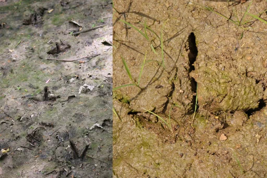 wild turkey tracks