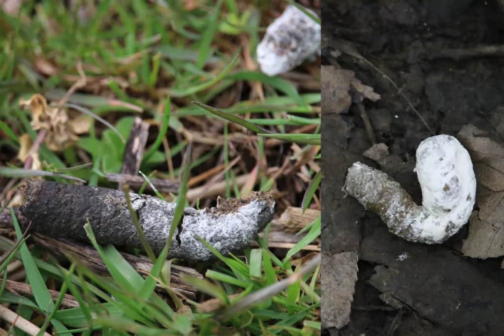wild turkey poop white and shaped like a J