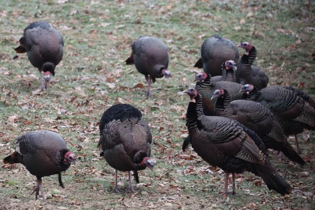 turkeys feeding