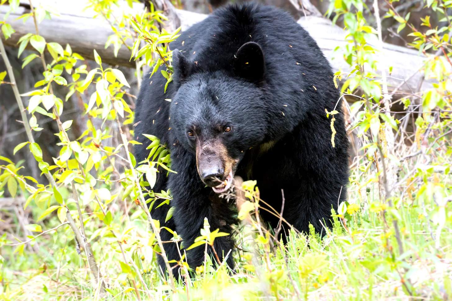 New Bass Pro BioBait, Hunt Application Periods, Bear Population Expansions, Firearm Legislation Wins & More