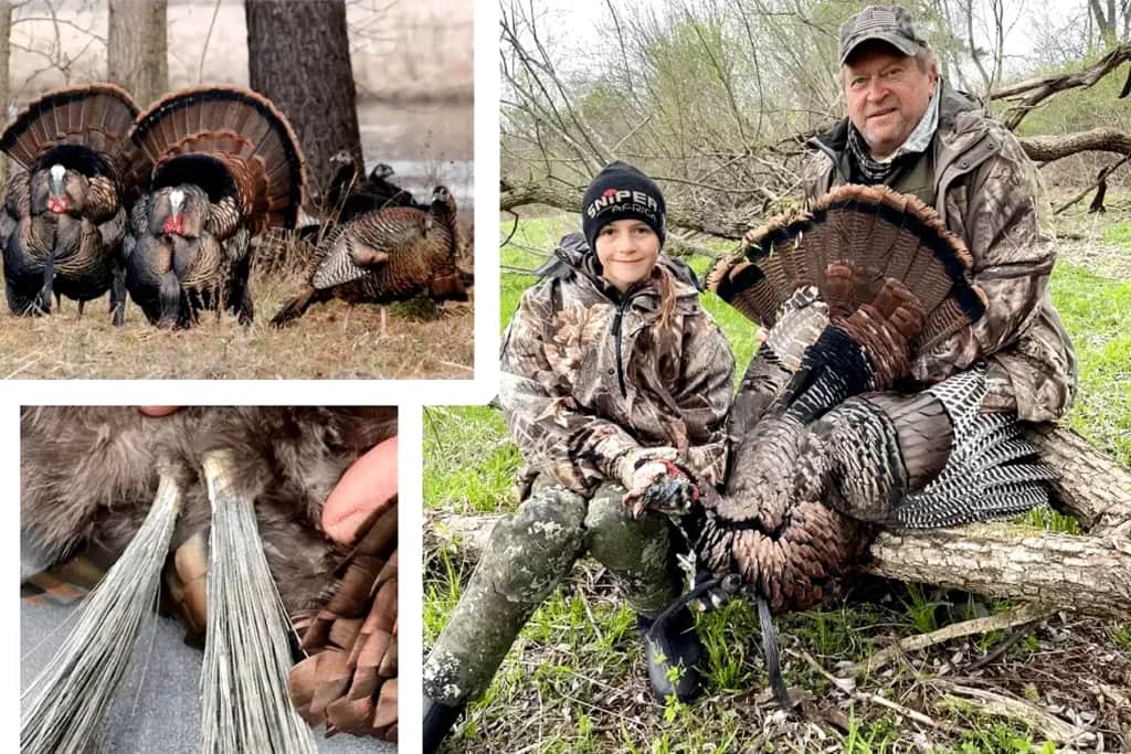 double-bearded wild turkey