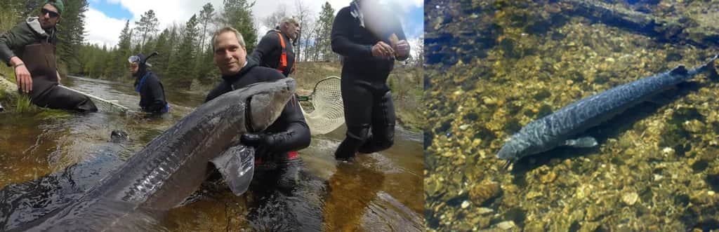 Call for Volunteers to Help Protect Spawning Sturgeon in Black River