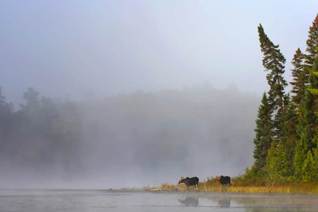 Moose migration