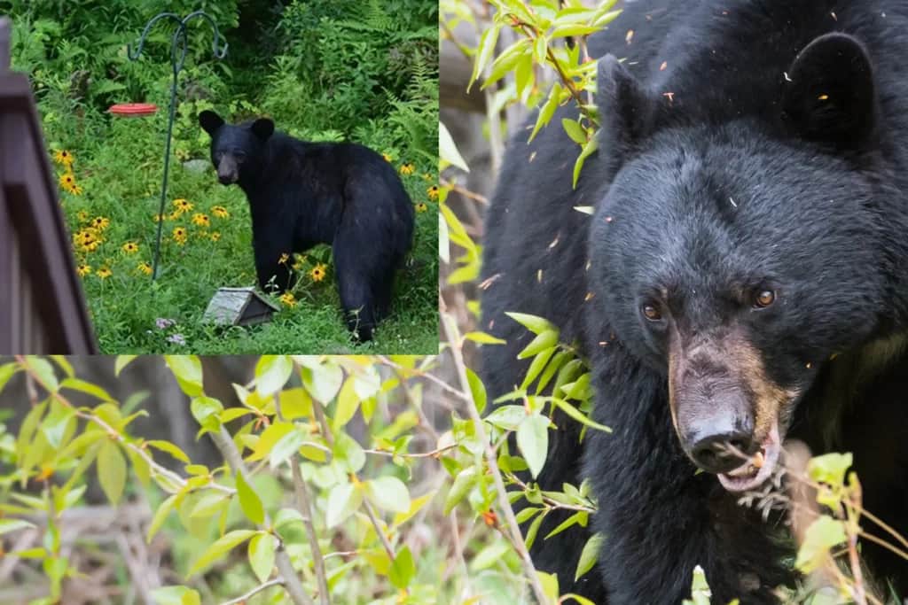 Black Bears Push Further South in Michigan