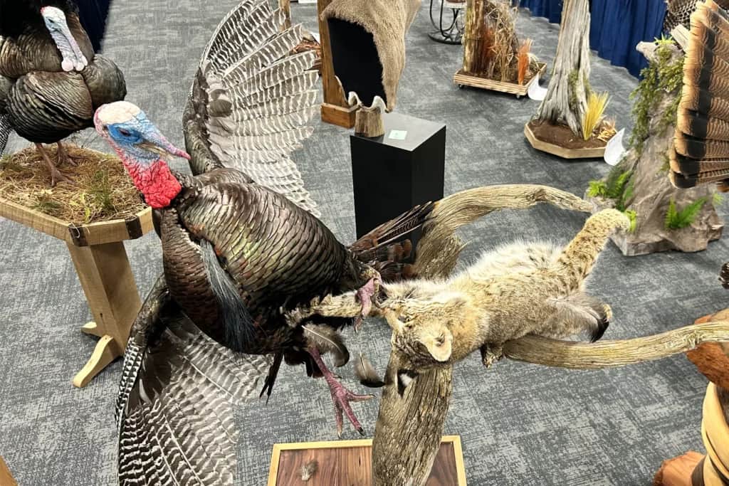 wild turkey attacked by bobcat taxidermy