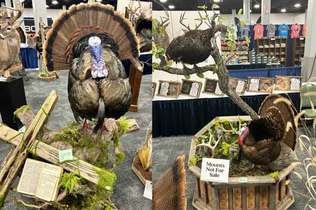 wild turkey christian taxidermy mount