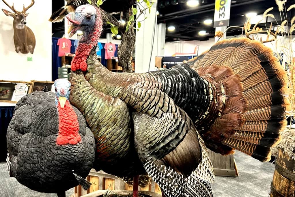 turkey on a decoy turkey mount