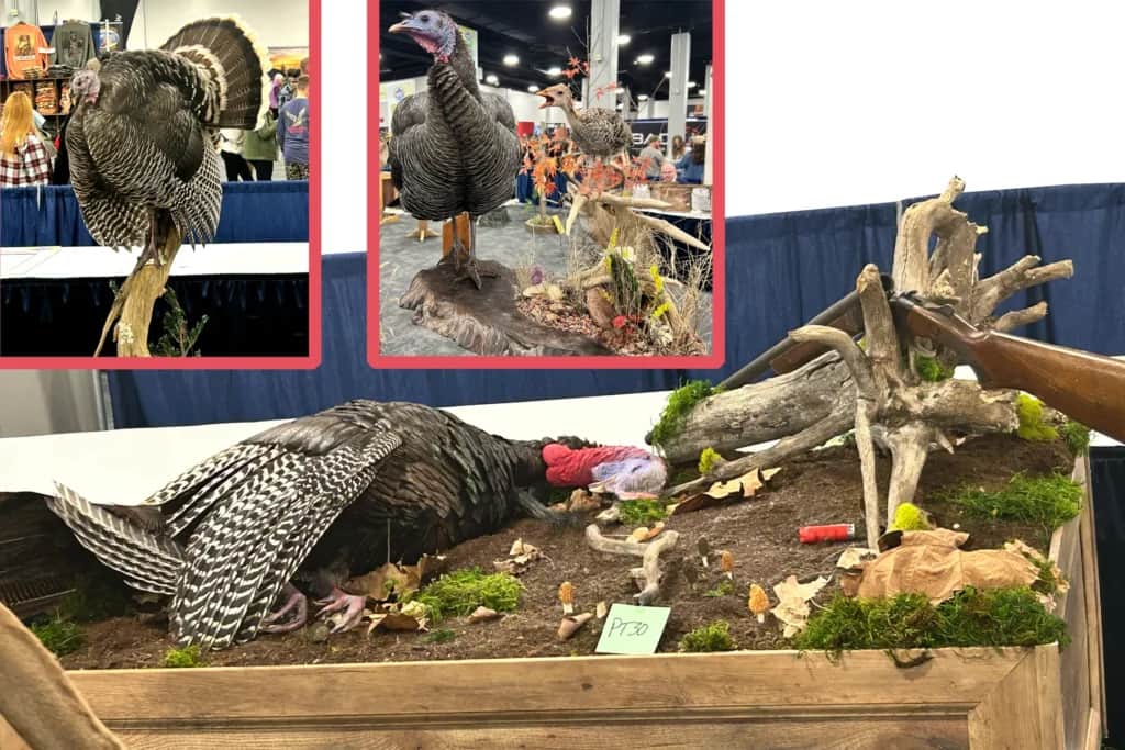 unique wild turkey taxidermy