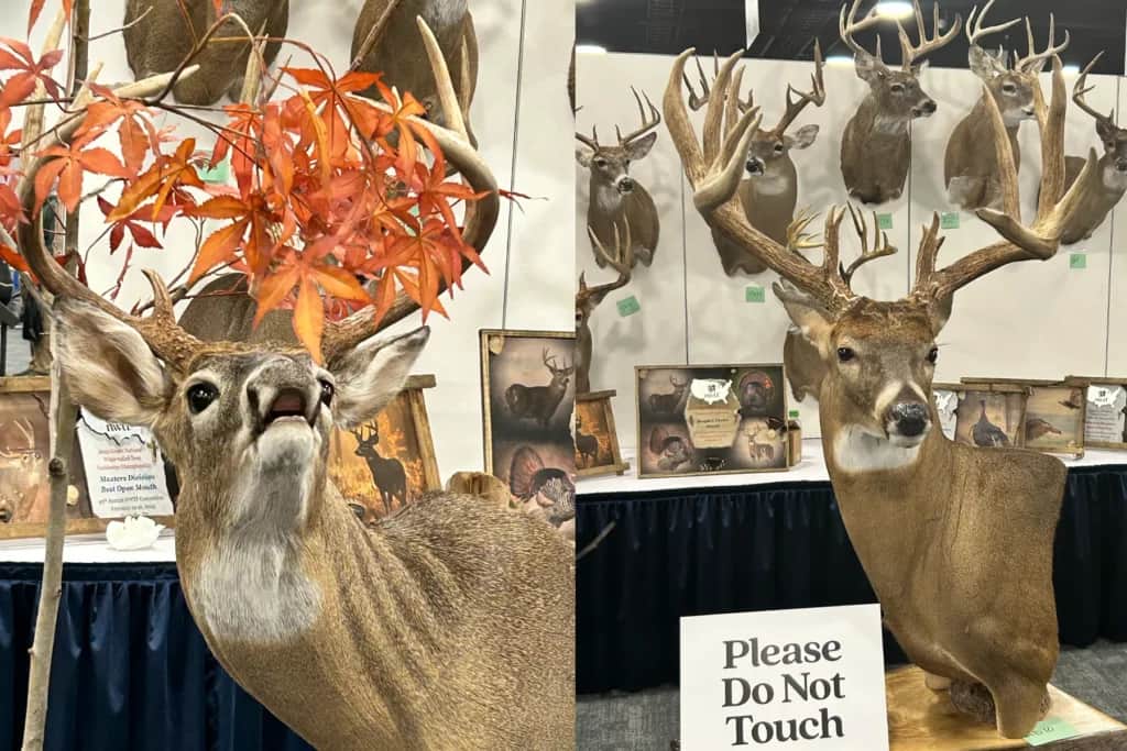 deer taxidermy