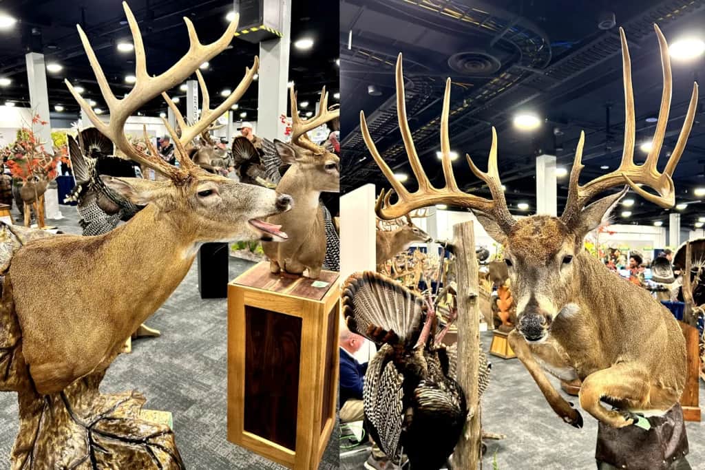 deer taxidermy half mount