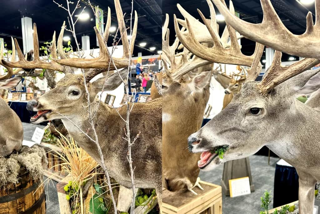 deer taxidermy