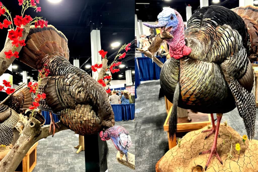 wild turkey taxidermy