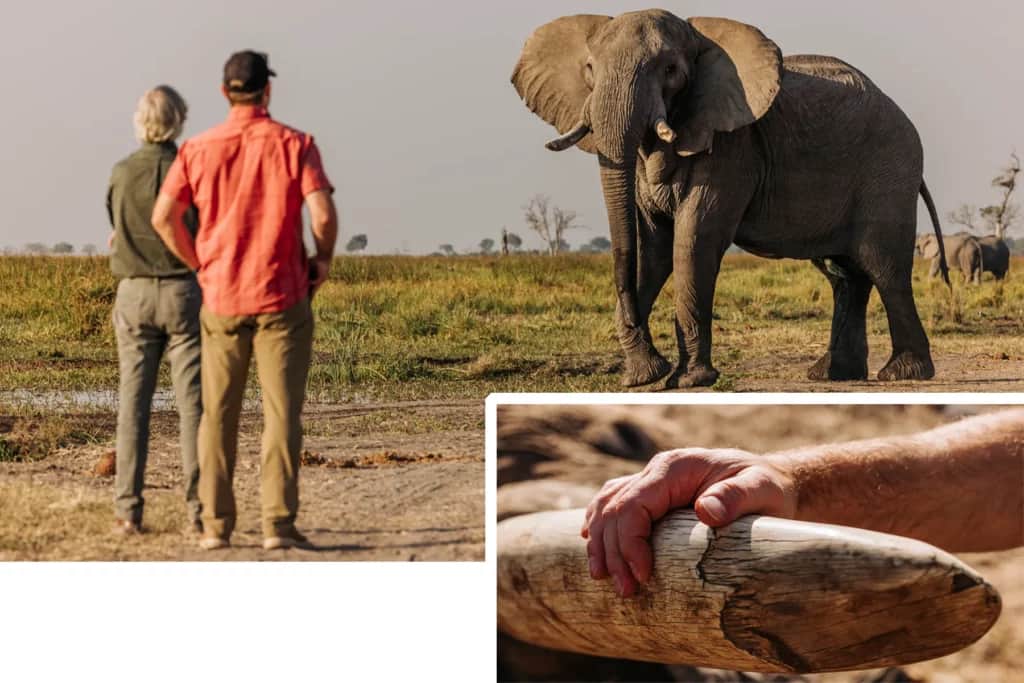 hunting old bull elephant