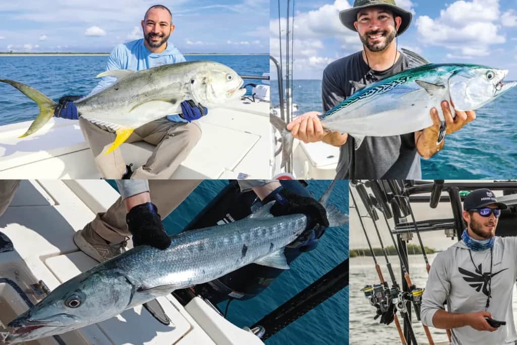 jack crevalle, tarpon, and barracuda